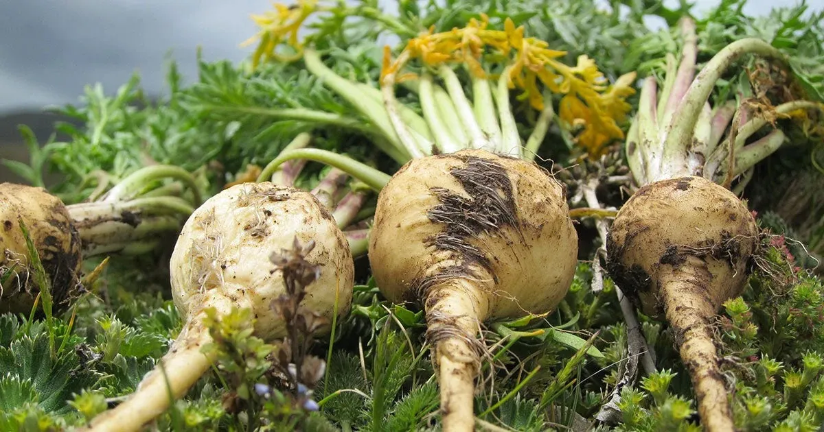 Raw Maca Root extract used in Vivalis male performance formula.