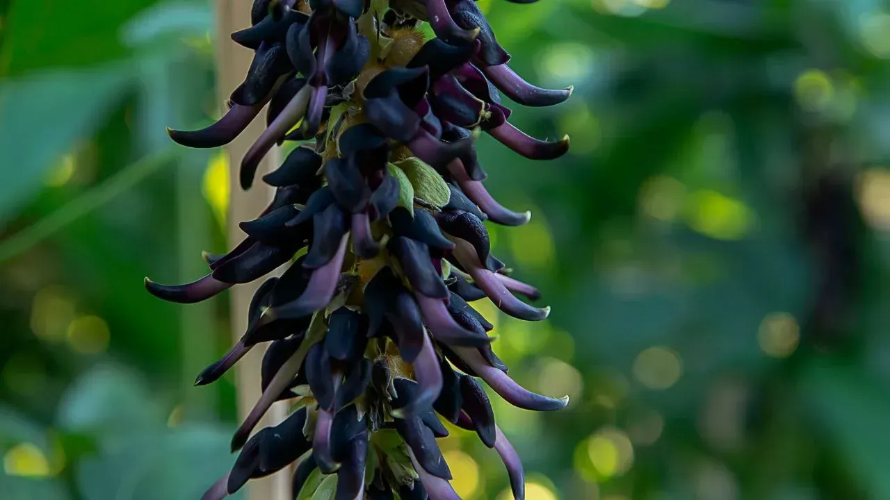 Natural Mucuna Pruriens extract ingredient in the Vivalis formula.