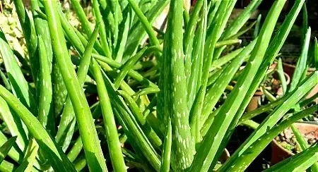 Aloe Vera plant extract as a key Vivalis supplement component.