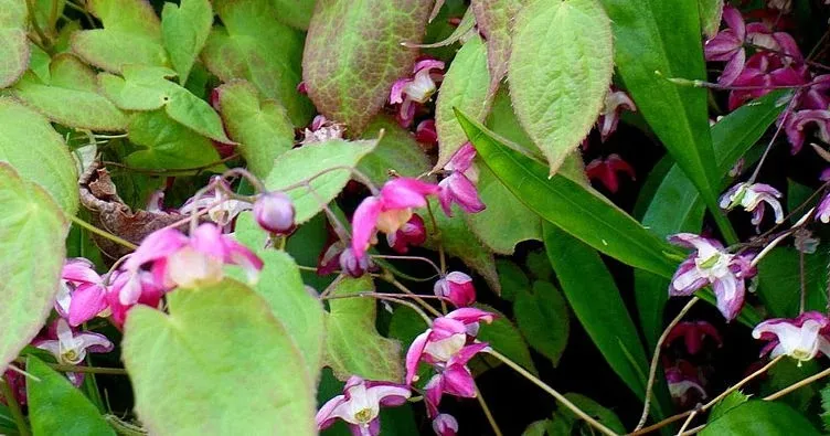 Epimedium Horsy Toag Wind ingredient in Vivalis for blood flow support.